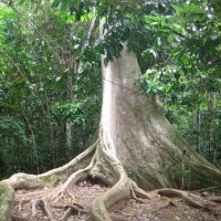 Taman Negara - bijzondere flora